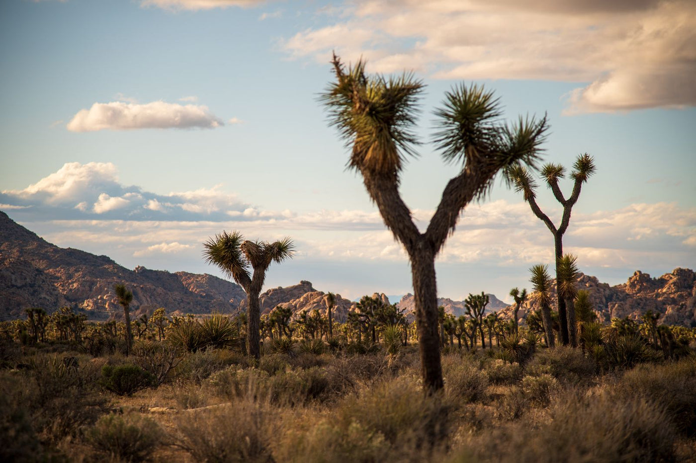 Joshua trees surrounded by rock formations under a blue sky filled with clouds inside national park